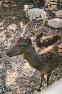 Deer standing in a field