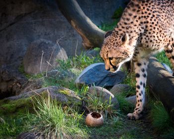 Cheetah on grass