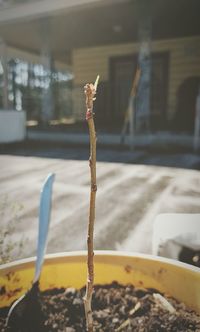 Close-up of plant against blurred background