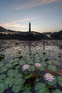 Water lily in lake against sky during sunset