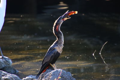 Anhinga bird swallowing whole fish while perching on rock in lake.