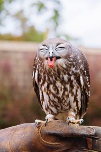 Close-up of owl perching outdoors