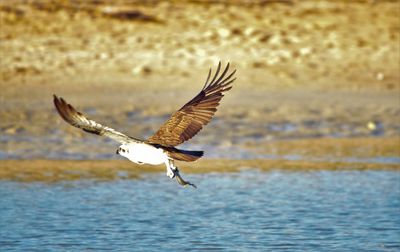 Bird flying over sea