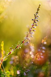 Close-up of flowering plant