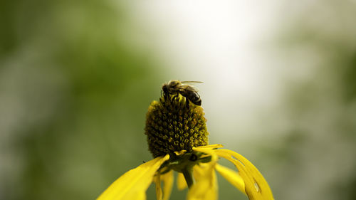 Close-up of bee on flower