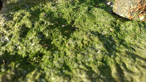 Full frame shot of fresh green leaves