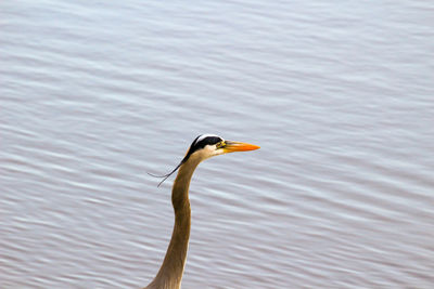 Close-up of a duck in a lake