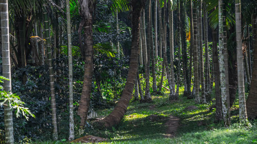 Trees in forest