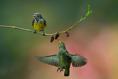 Close-up of bird perching on twig