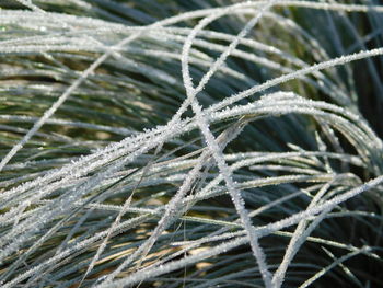 Close-up of frozen plant