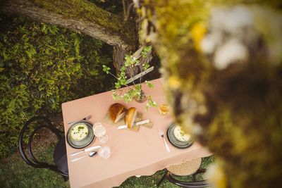 High angle view of potted plant by tree