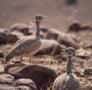 Close-up of bird