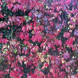 High angle view of pink flowering plants