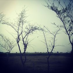 Bare trees on field