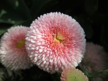 Close-up of pink flower