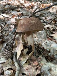 Close-up of mushroom growing on field