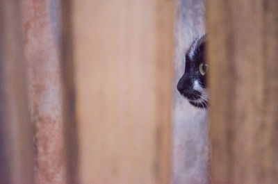 Close-up of cat