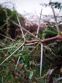 Close-up of plants growing on land