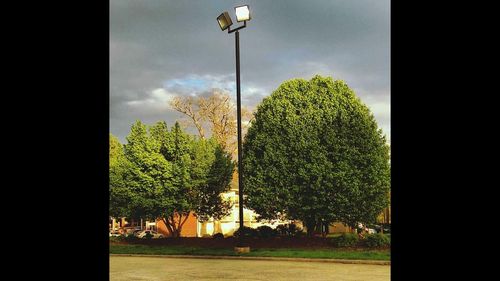 Trees against sky