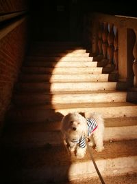 Dog standing on staircase