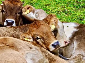 Close-up of cow