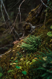 Close-up of plants