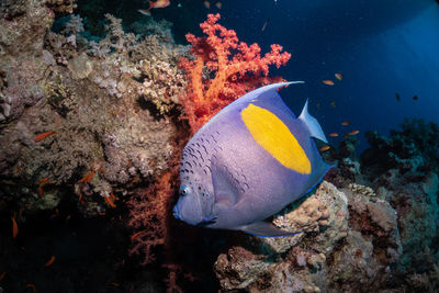 Close-up of fish swimming in sea, colorful soft coral 