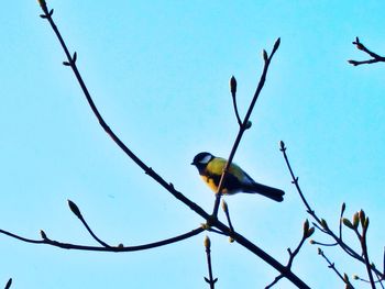 Low angle view of bird perching on bare tree against clear sky