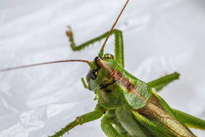 Close-up of grasshopper on leaf