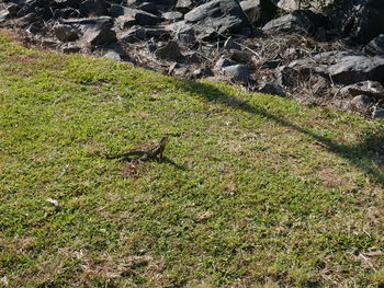 High angle view of lizard on grassy field