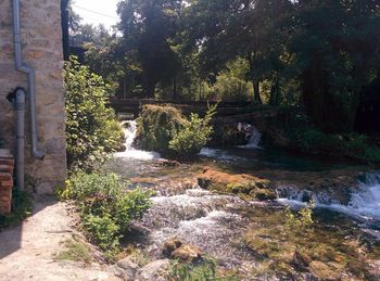 River flowing through forest