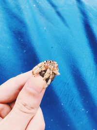 Close-up of hand holding leaf