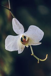 Close-up of white flower on plant