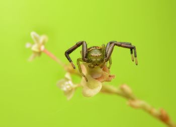 Close-up of green crab spider