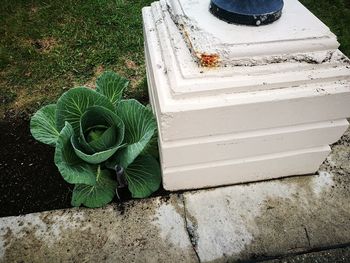 High angle view of snake on grass