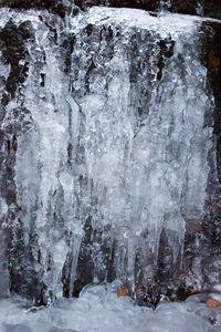 Close-up of frozen trees during winter
