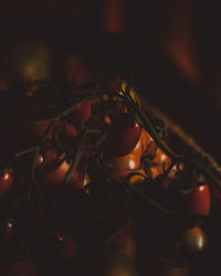 Close-up of trees at night