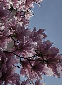Low angle view of blooming tree against sky