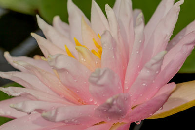 Close-up of wet pink flower