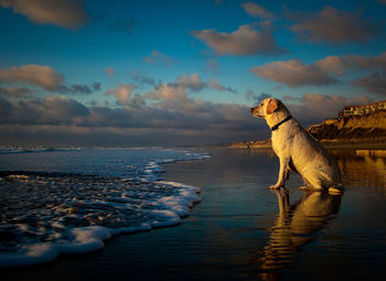 Dog sitting on shore at beach against sky during sunset