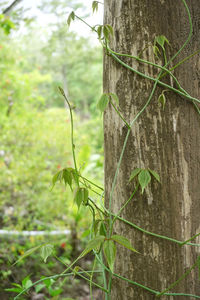 Close-up of leaves on tree trunk in forest