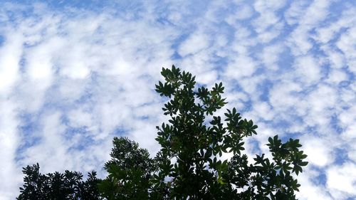 Low angle view of tree against cloudy sky