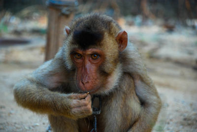 Portrait of monkey