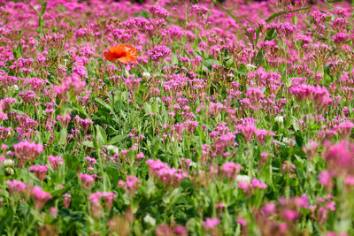 Close-up of pink flowering plants on field