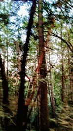 Low angle view of trees in forest