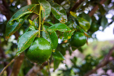 Close-up of raindrops on plant