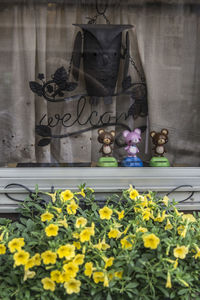 Close-up of yellow flowers