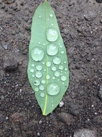 High angle view of raindrops on leaf