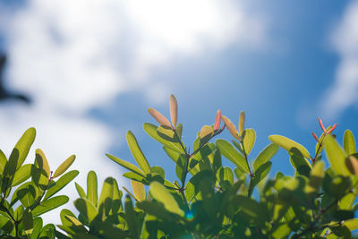 Low angle view of plants against sky