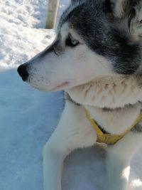 Close-up of dog looking away